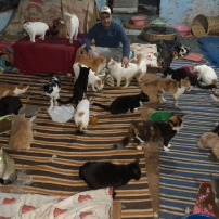 Aide au refuge des Tarikochats juillet 
