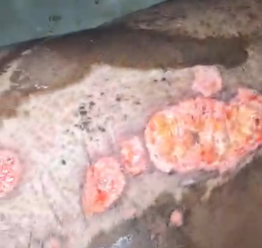 SOS  AHU basée à Mamou RG pour cette femme  brûlée  en Guinée 