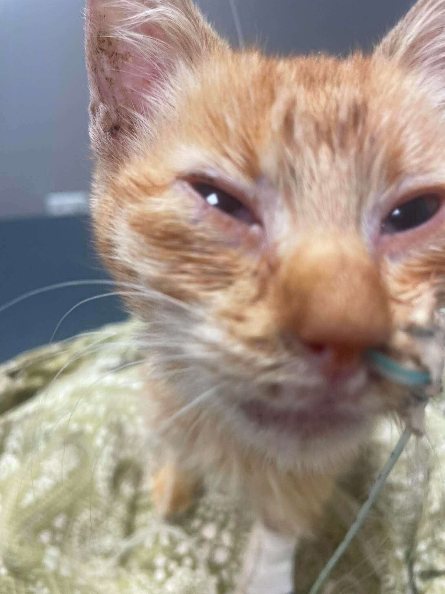 Sauvetage de Felix petit chaton errant hospitalisé