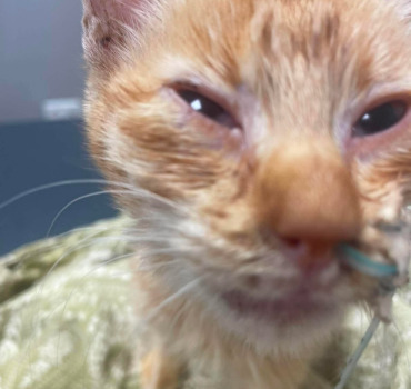 Sauvetage de Felix petit chaton errant hospitalisé