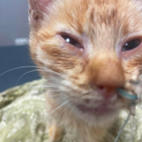 Sauvetage de Felix petit chaton errant hospitalisé