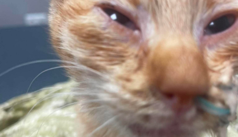 Sauvetage de Felix petit chaton errant hospitalisé