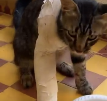 Aidons Milou à retrouver une vie sans souffrance 💔