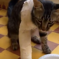 Aidons Milou à retrouver une vie sans souffrance 💔