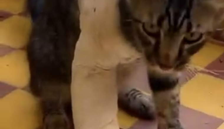 Aidons Milou à retrouver une vie sans souffrance 💔