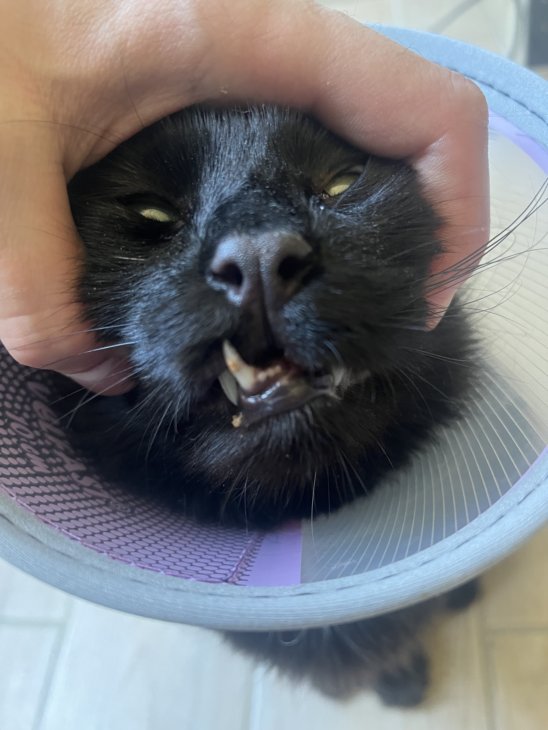 Aidez moi à soigner mon chat