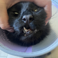 Aidez moi à soigner mon chat