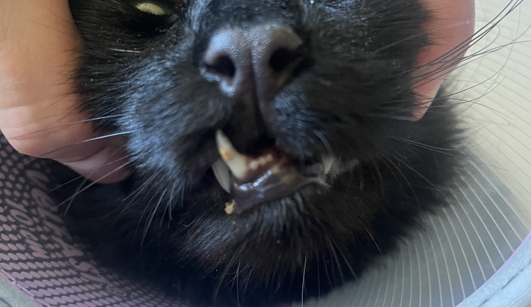 Aidez moi à soigner mon chat