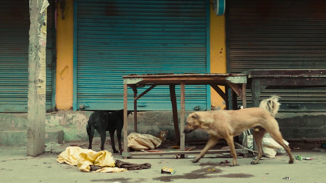 Feeding Street Animals by Gaston