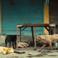 Feeding Street Animals by Gaston