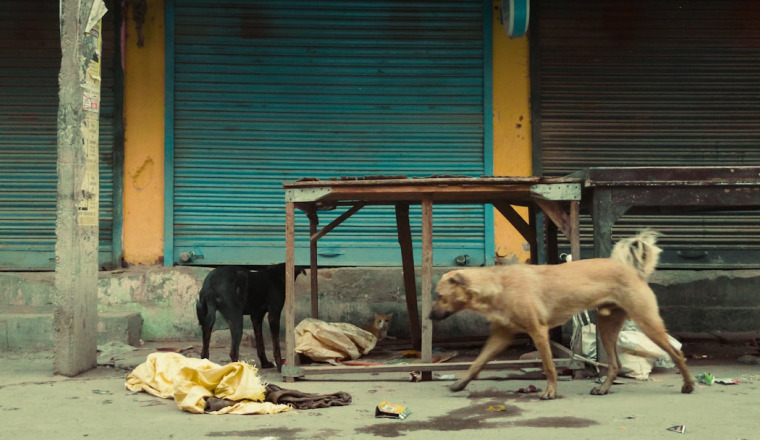 Feeding Street Animals by Gaston