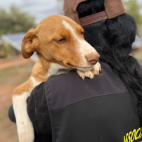     Urgence sauvetages : ils ont besoin de vous