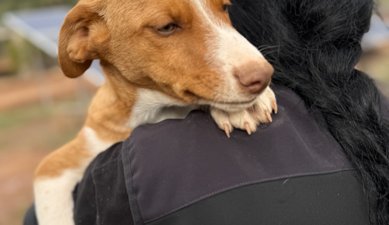     Urgence sauvetages : ils ont besoin de vous