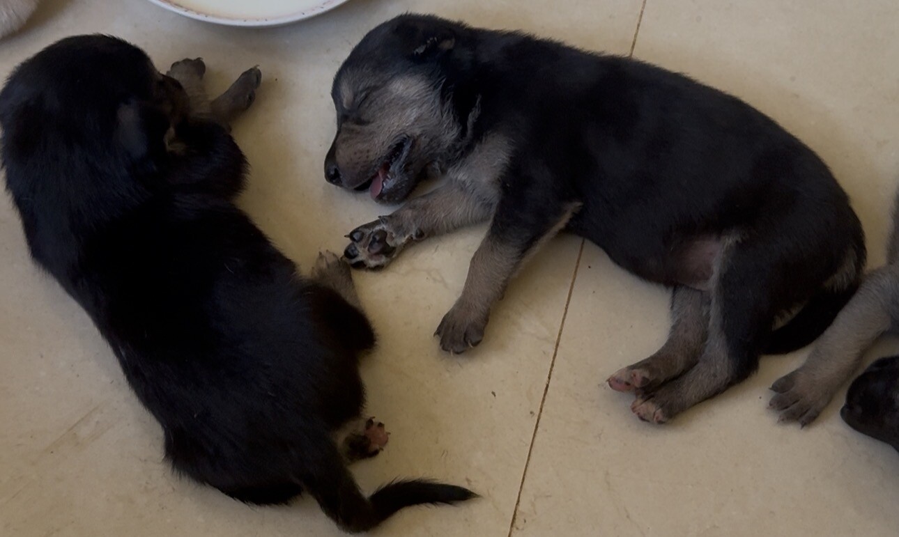 Pour eux 🐾❤️