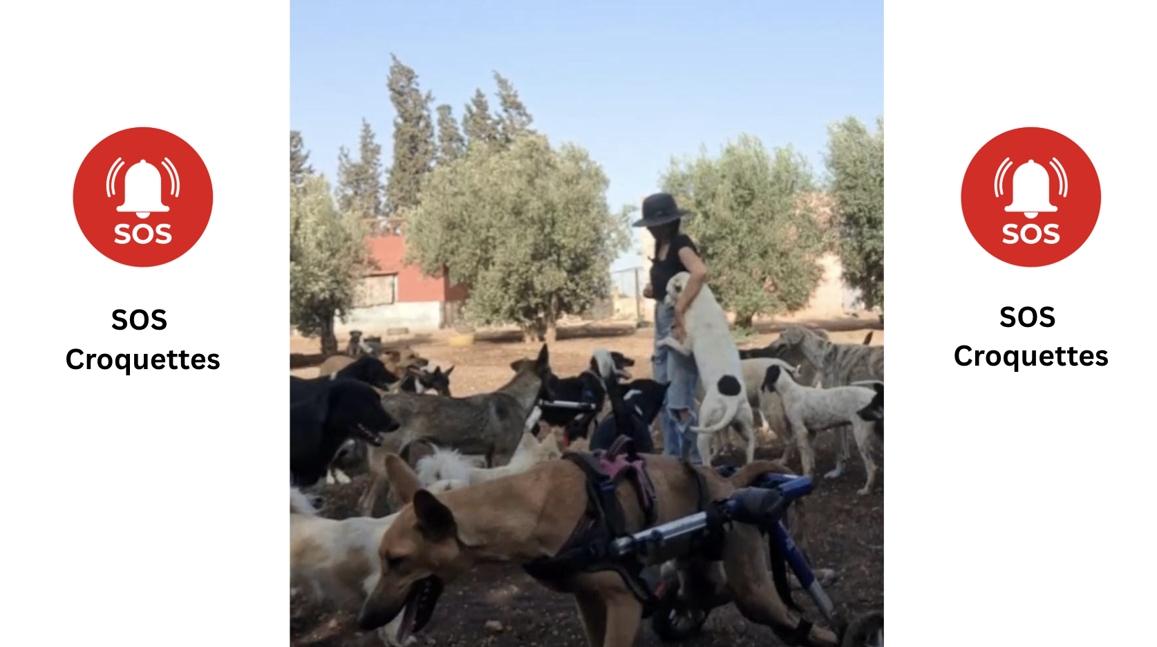 SOS - Croquettes des animaux - OUR STREET ANIMALS
