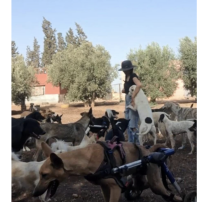 SOS - Croquettes des animaux - OUR STREET ANIMALS