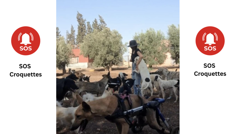 SOS - Croquettes des animaux - OUR STREET ANIMALS