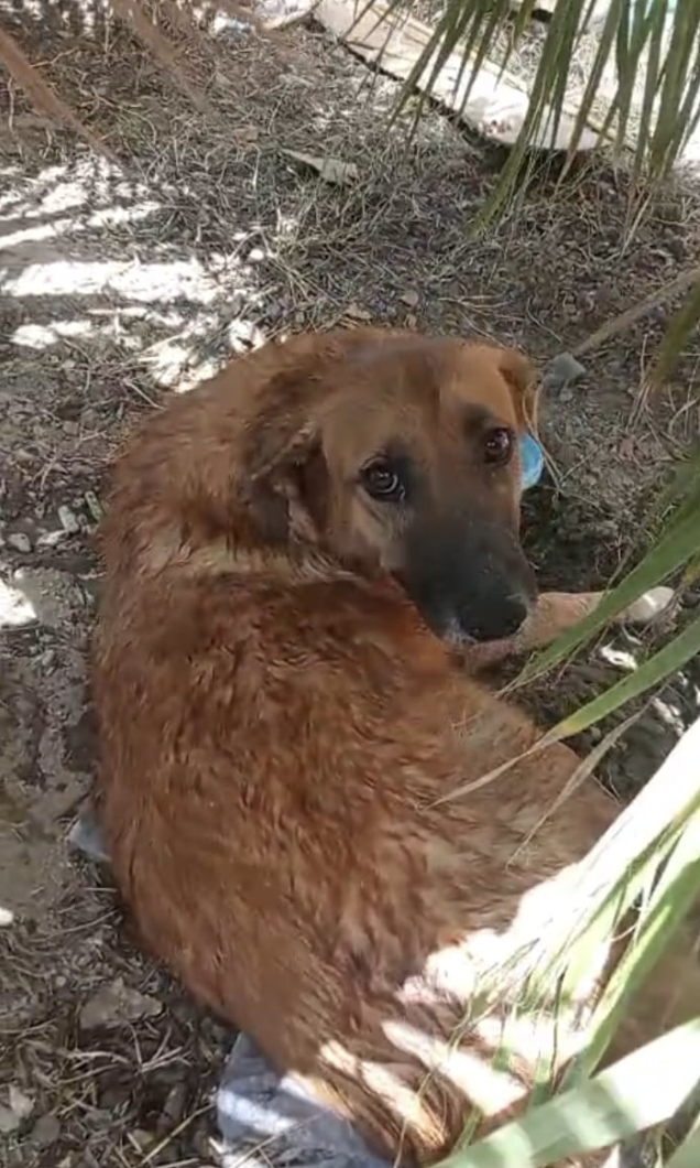 SOS AIDONS PATTY - LA CHIENNE PERCUTÉE ET HANDICAPÉE