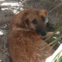 SOS AIDONS PATTY - LA CHIENNE PERCUTÉE ET HANDICAPÉE
