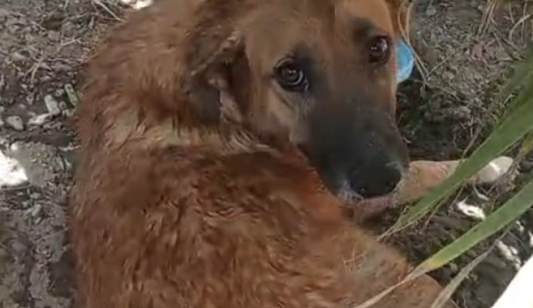 SOS AIDONS PATTY - LA CHIENNE PERCUTÉE ET HANDICAPÉE