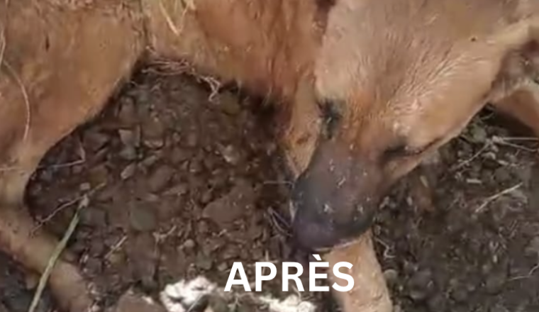 Image justificative de la cagnotte
