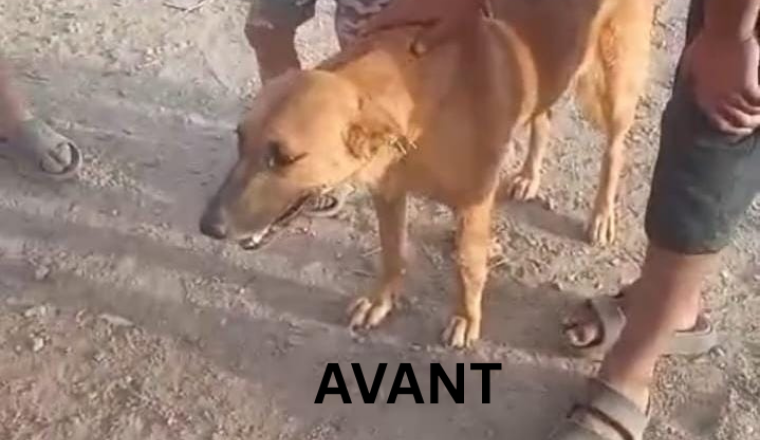 Image justificative de la cagnotte