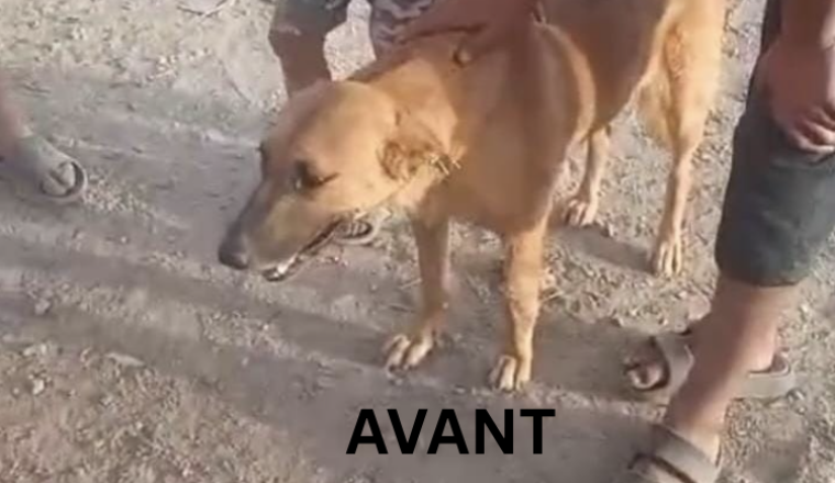 Image justificative de la cagnotte