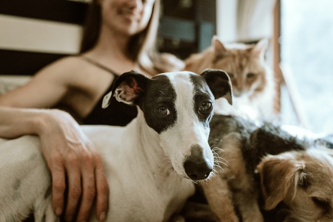 Pour les animaux de Hassan