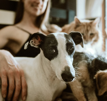 Pour les animaux de Hassan