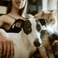 Pour les animaux de Hassan