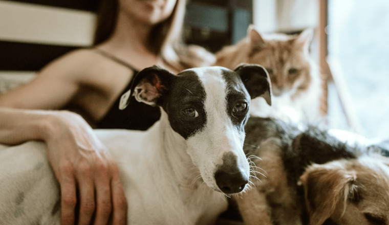 Pour les animaux de Hassan