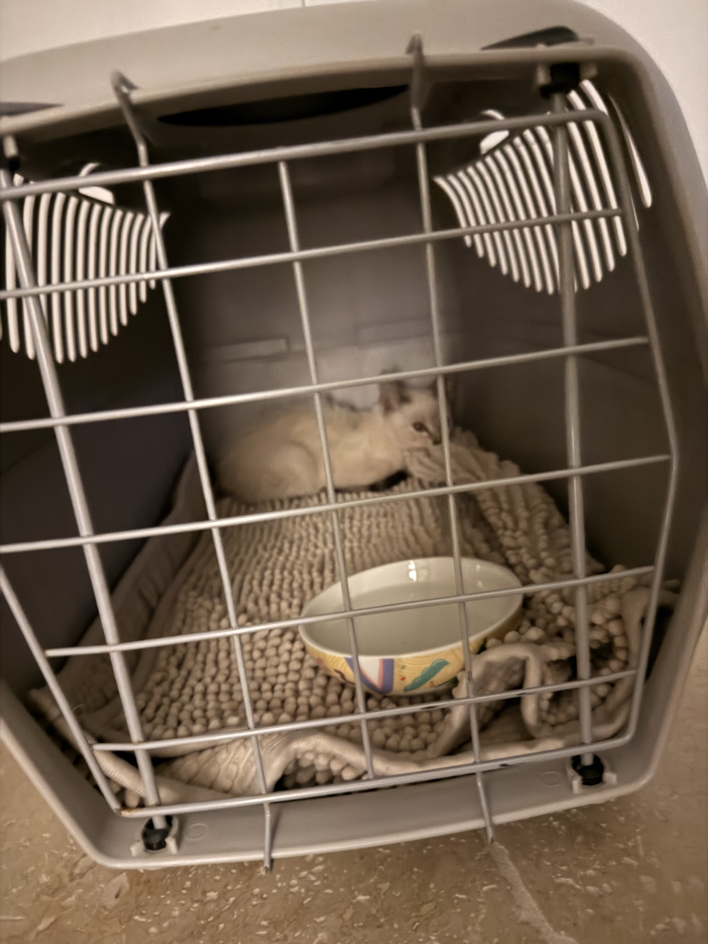 Aidez nous a opérer ce petit chaton