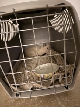 Aidez nous a opérer ce petit chaton