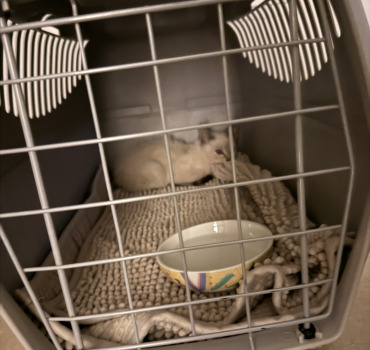 Aidez nous a opérer ce petit chaton