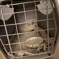 Aidez nous a opérer ce petit chaton