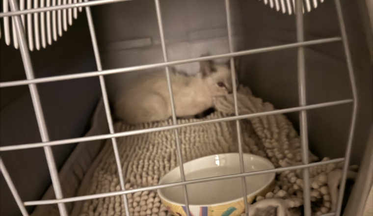 Aidez nous a opérer ce petit chaton