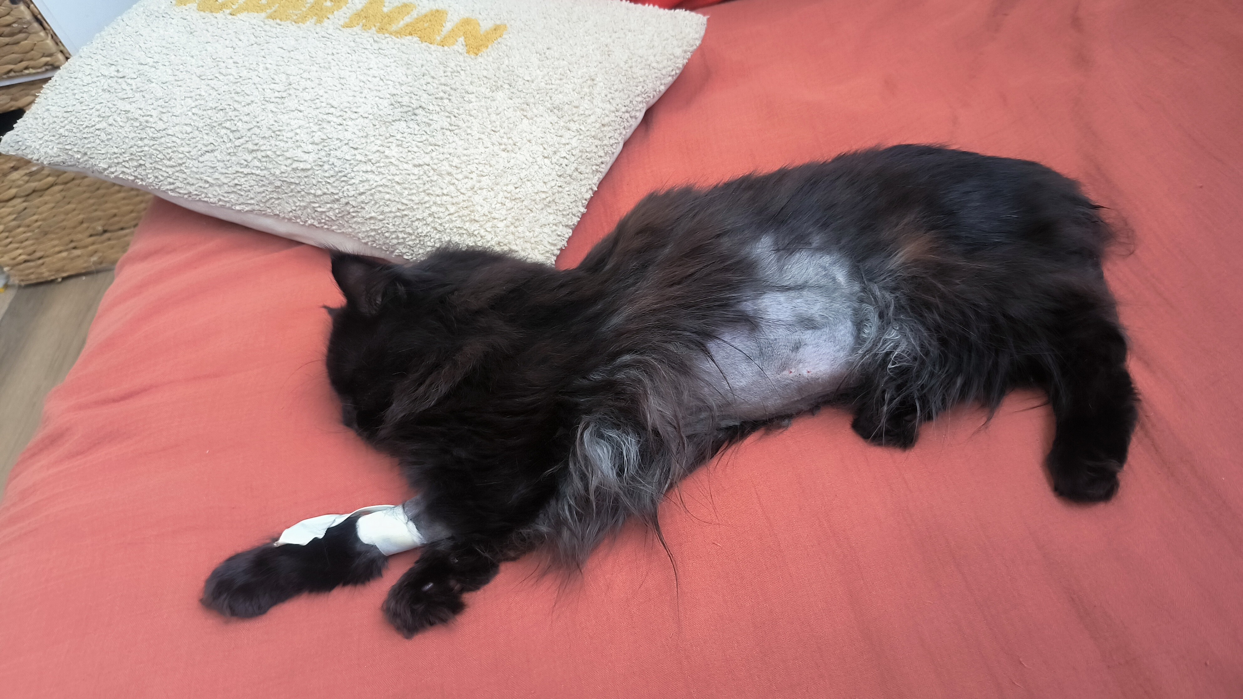 Chirurgie pour sauver notre chat 