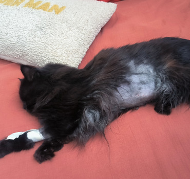 Chirurgie pour sauver notre chat 