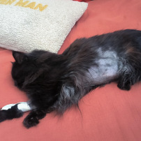Chirurgie pour sauver notre chat 