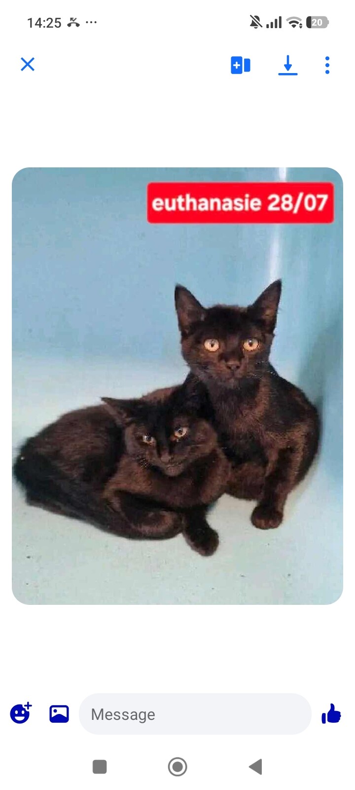 CHATS EN PENSION