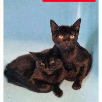 CHATS EN PENSION