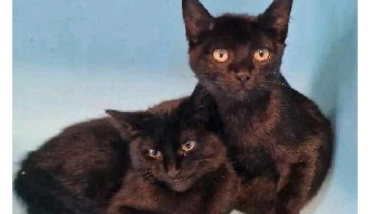 CHATS EN PENSION
