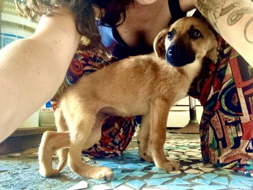 LILA, 2 mois et sa patte CASSÉE 