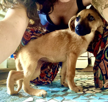 LILA, 2 mois et sa patte CASSÉE 