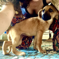 LILA, 2 mois et sa patte CASSÉE 