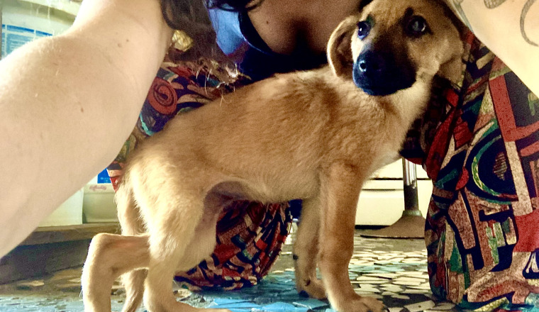LILA, 2 mois et sa patte CASSÉE 