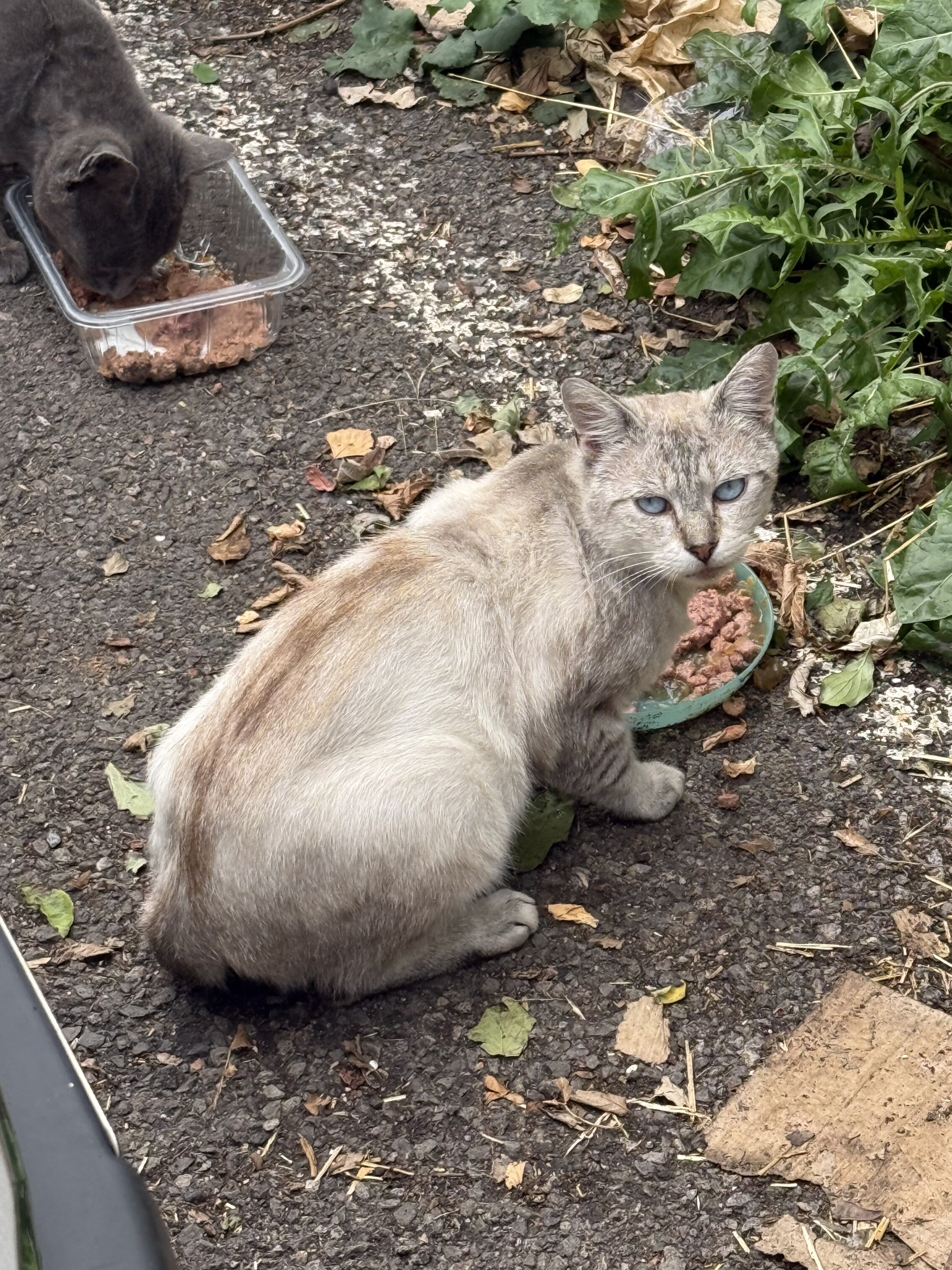 Solidarité pour les chats d’Algrange