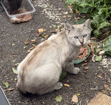 Solidarité pour les chats d’Algrange