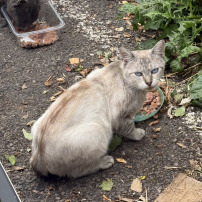 Solidarité pour les chats d’Algrange