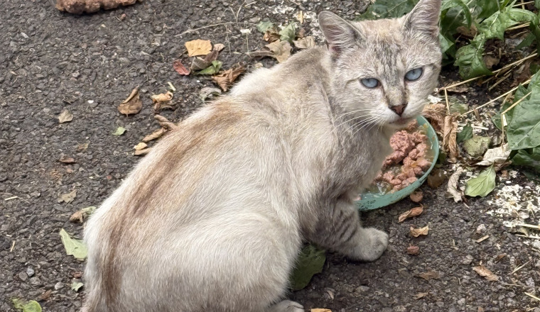 Solidarité pour les chats d’Algrange